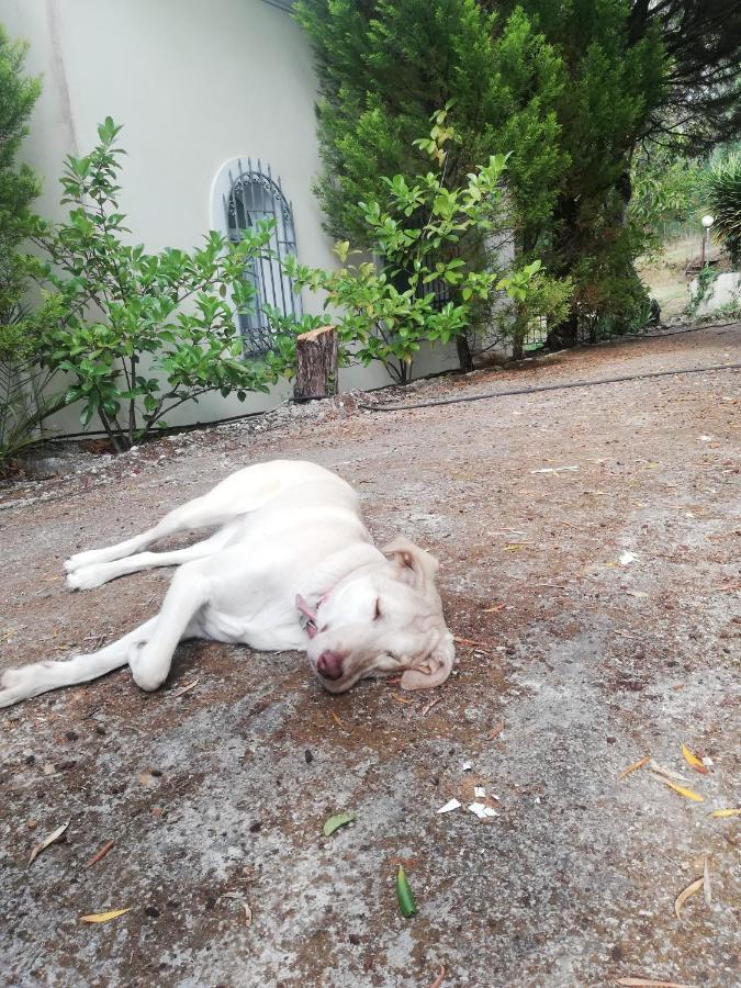 Olea Home Agia Pelagia Chlomou エクステリア 写真